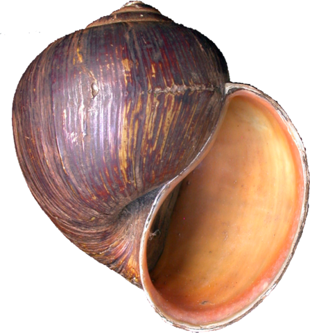030-guyanensis-mnhn-3.png