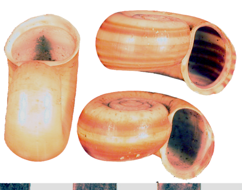 076-chiquitensis-bmnh-2.png