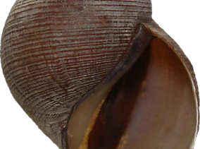 afropomus_balanoideus.png